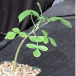 Bursera asplenifolia 4-inch pots