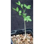 Bursera silviae 5-inch pots