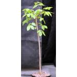 Bursera simaruba 5-inch pots