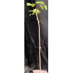 Bursera simaruba one-gallon pots