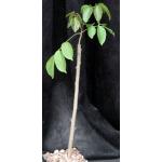 Bursera simaruba 5-inch pots