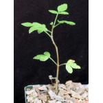 Bursera subtrifoliolata 4-inch pots