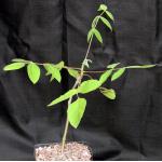 Bursera sarcopoda one-gallon pots