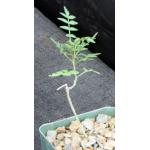 Bursera aptera 4-inch pots