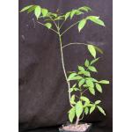 Bursera attenuata one-gallon pots