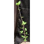 Bursera bicolor one-gallon pots
