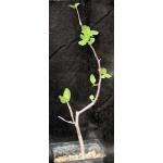 Bursera epinnata one-gallon pots
