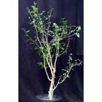 Bursera fagaroides 2-gallon pots