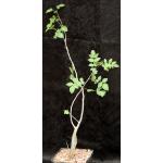 Bursera fagaroides one-gallon pots