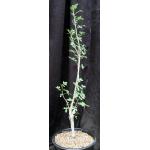 Bursera fagaroides 2-gallon pots