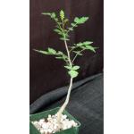 Bursera fagaroides 4-inch pots