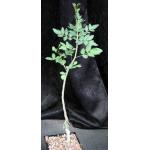 Bursera fagaroides 5-inch pots