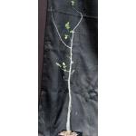 Bursera fagaroides one-gallon pots