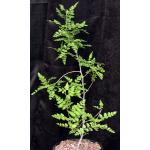 Bursera filicifolia var. compacta 2-gallon pots