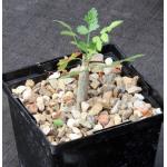 Bursera filicifolia 5-inch pots