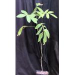 Bursera hintonii one-gallon pots