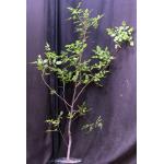 Bursera linanoe one-gallon pots