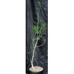 Bursera microphylla 5-gallon pots