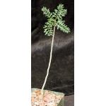 Bursera microphylla (Waterman form) 4-inch pots