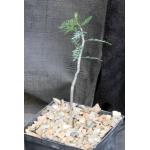 Bursera microphylla 5-inch pots