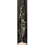 Bursera mirandae one-gallon pots