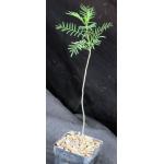 Bursera morelensis 3-inch pots