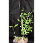 Bursera palaciosii one-gallon pots
