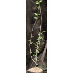 Bursera schlechtendalii one-gallon pots