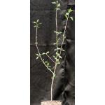 Bursera schlechtendalii one-gallon pots