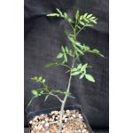 Bursera silviae one-gallon pots