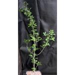 Bursera silviae one-gallon pots