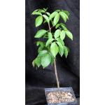 Bursera simaruba 5-inch pots