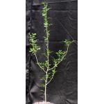 Bursera silviae one-gallon pots