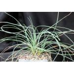 Calibanus hookeri 5-inch pots