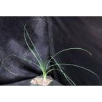 Calibanus hookeri x Beaucarnea recurvata 4-inch pots