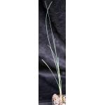 Calibanus hookeri x Beaucarnea recurvata 2-inch pots