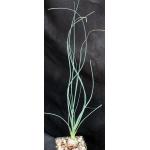 Calibanus hookeri 4-inch pots