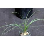 Calibanus cv Lotusland 2-inch pots