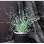 Calibanus hookeri 2-gallon pots