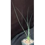 Calibanus hookeri 5-inch pots