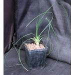 Calibanus hookeri x Beaucarnea recurvata 5-inch pots