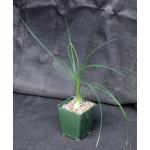 Calibanus cv Lotusland 4-inch pots