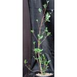 Conocarpus erectus var. sericeus 2-gallon pots