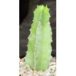 Caralluma foetida 5-inch pots