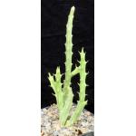 Caralluma subulata (TMC 5307) 5-inch pots