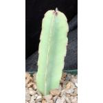 Caralluma foetida 4-inch pots