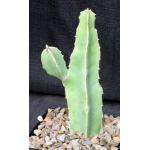 Caralluma foetida 5-inch pots