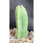 Caralluma penicillata 5-inch pots