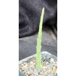 Caralluma subulata (TMC 5307)5-inch pots