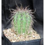 Carnegiea gigantea (saguaro) one-gallon pots